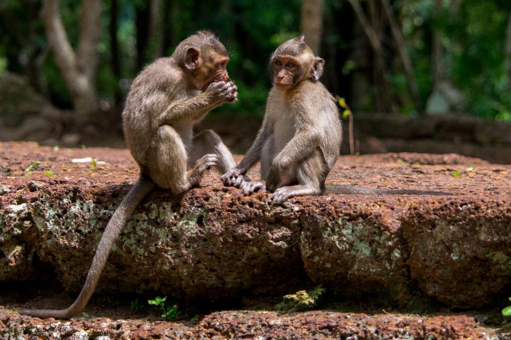 Are they fighting or just playing